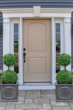 Common Boxwood 2-Ball Poodle Tier Topiary (Buxus Sempervirens) - 3 Gallon Pot (Short) -Plant Outlet Store boxwood two ball poodle tier 2