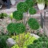Green Mountain Boxwood Pom Pom Topiary - 7 Gallon Pot -Plant Outlet Store buxus green mountain boxwood pom pom topiary 2