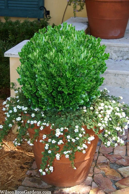 Richard Boxwood (Buxus Harlandii) - 3 Gallon Pot 8 Richard Boxwood (Buxus Harlandii) - 3 Gallon Pot - Image 6