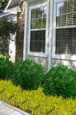 Richard Boxwood (Buxus Harlandii) - 3 Gallon Pot 12 Richard Boxwood (Buxus Harlandii) - 3 Gallon Pot -Plant Outlet Store buxus harlandii richard dwarf boxwood 5