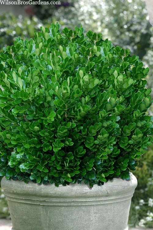 Richard Boxwood (Buxus Harlandii) - 3 Gallon Pot 3 Richard Boxwood (Buxus Harlandii) - 3 Gallon Pot
