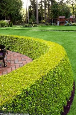 Golden Triumph Variegated Dwarf Boxwood - 3 Gallon Pot 11 Golden Triumph Variegated Dwarf Boxwood - 3 Gallon Pot -Plant Outlet Store buxus microphylla golden triumph boxwood hedge 2