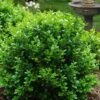 Little Missy Dwarf Boxwood - 1 Gallon Pot -Plant Outlet Store buxus microphylla little missy dwarf boxwood 1