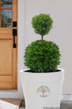 Dwarf English Boxwood Two-Ball Poodle Tier Topiary - 3 Gallon Pot 10 Dwarf English Boxwood Two-Ball Poodle Tier Topiary - 3 Gallon Pot -Plant Outlet Store buxus sempervirens suffriticosa standard two ball topiary boxwood 5