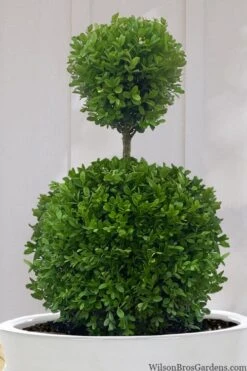 Dwarf English Boxwood Two-Ball Poodle Tier Topiary - 3 Gallon Pot 11 Dwarf English Boxwood Two-Ball Poodle Tier Topiary - 3 Gallon Pot -Plant Outlet Store buxus sempervirens suffruticosa standard two ball topiary boxwood 10