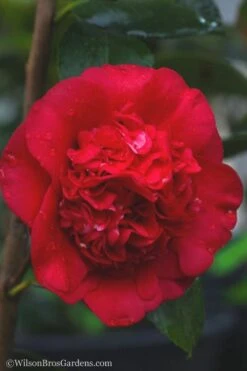 April Tryst Camellia Japonica - 7 Gallon Pot (3-4') 11 April Tryst Camellia Japonica - 7 Gallon Pot (3-4') -Plant Outlet Store camellia april tryst 21