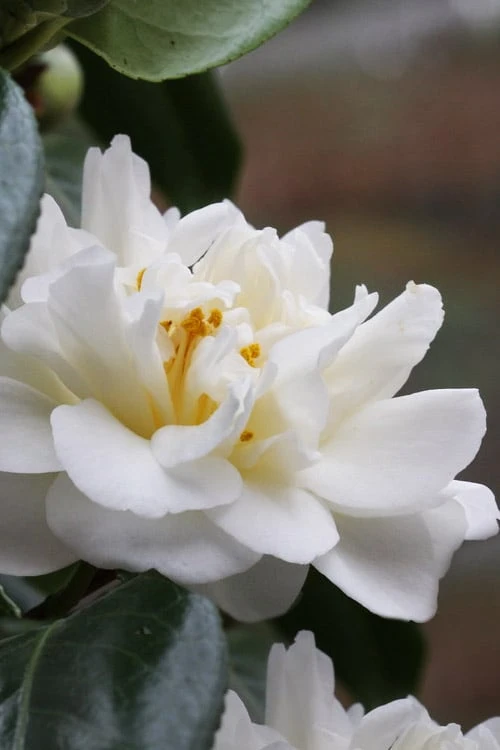 Cream Puff Fragrant Camellia - 3 Gallon Pot 6 Cream Puff Fragrant Camellia - 3 Gallon Pot - Image 4