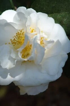 Cream Puff Fragrant Camellia - 3 Gallon Pot 11 Cream Puff Fragrant Camellia - 3 Gallon Pot -Plant Outlet Store camellia cream puff 2