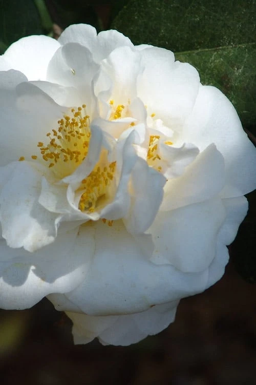 Cream Puff Fragrant Camellia - 3 Gallon Pot 7 Cream Puff Fragrant Camellia - 3 Gallon Pot - Image 5
