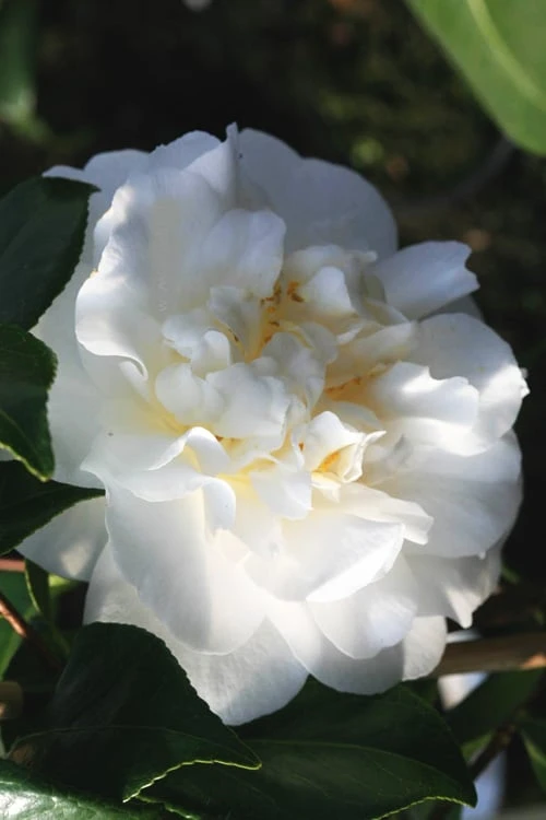 Cream Puff Fragrant Camellia - 3 Gallon Pot 3 Cream Puff Fragrant Camellia - 3 Gallon Pot