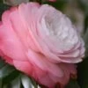 Desire Camellia Japonica - 1 Gallon Pot 2 Desire Camellia Japonica - 1 Gallon Pot -Plant Outlet Store camellia desire 1