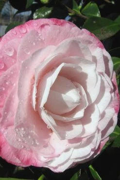 Desire Camellia Japonica - 1 Gallon Pot 11 Desire Camellia Japonica - 1 Gallon Pot -Plant Outlet Store camellia desire 2