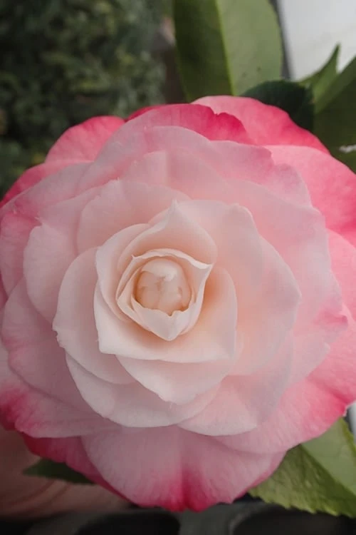 Desire Camellia Japonica - 1 Gallon Pot 6 Desire Camellia Japonica - 1 Gallon Pot - Image 4