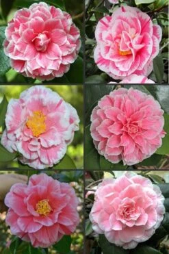 Brilliant Gem Fragrant Camellia Japonica - Herme - 3 Gallon Pot -Plant Outlet Store camellia herrmes 1