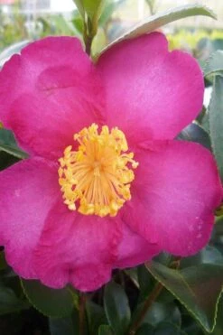 Hiryu Camellia Sasanqua - 3 Gallon Pot -Plant Outlet Store camellia hiryu 2