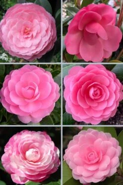 E.G. Waterhouse Camellia - Williamsii Hybrid - 3 Gallon Pot 10 E.G. Waterhouse Camellia - Williamsii Hybrid - 3 Gallon Pot -Plant Outlet Store camellia japonica e g waterhouse 21