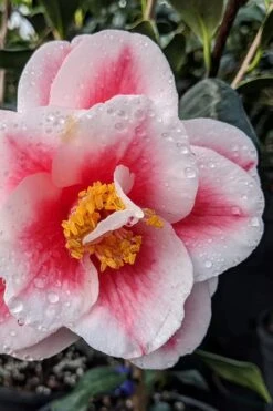 Sadaharu Oh Camellia - 7 Gallon Pot (3-4') 13 Sadaharu Oh Camellia - 7 Gallon Pot (3-4') -Plant Outlet Store camellia japonica sadaharu oh 100