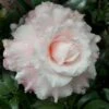Jerry Donnan Camellia Japonica - 3 Gallon Pot -Plant Outlet Store camellia jerry donnan 8