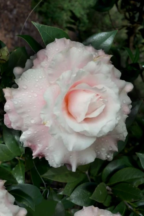 Jerry Donnan Camellia Japonica - 3 Gallon Pot 3 Jerry Donnan Camellia Japonica - 3 Gallon Pot