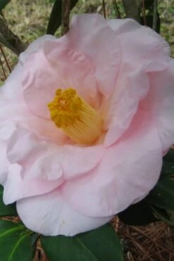 Moonlight Bay Camellia Japonica - 3 Gallon Pot 11 Moonlight Bay Camellia Japonica - 3 Gallon Pot -Plant Outlet Store camellia moonlight bay 5