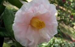 Moonlight Bay Camellia Japonica - 3 Gallon Pot 12 Moonlight Bay Camellia Japonica - 3 Gallon Pot -Plant Outlet Store camellia moonlight bay 6