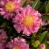 October Magic Carpet Dwarf Camellia - 2.5 Quart Pot -Plant Outlet Store camellia october magic carpet 10 1