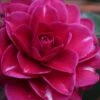 Purple Haze Camellia - 1 Gallon Pot 2 Purple Haze Camellia - 1 Gallon Pot -Plant Outlet Store camellia sasanqua purple haze 1