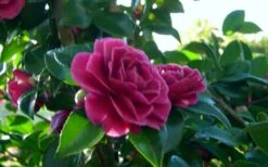 Purple Haze Camellia - 1 Gallon Pot -Plant Outlet Store camellia sasanqua purple haze 2