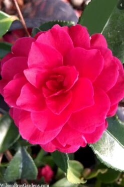 Purple Haze Camellia - 1 Gallon Pot -Plant Outlet Store camellia sasanqua purple haze 4