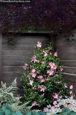 Slim 'N Trim Camellia - 7 Gallon Pot 9 Slim 'N Trim Camellia - 7 Gallon Pot -Plant Outlet Store camellia slim n trim 103