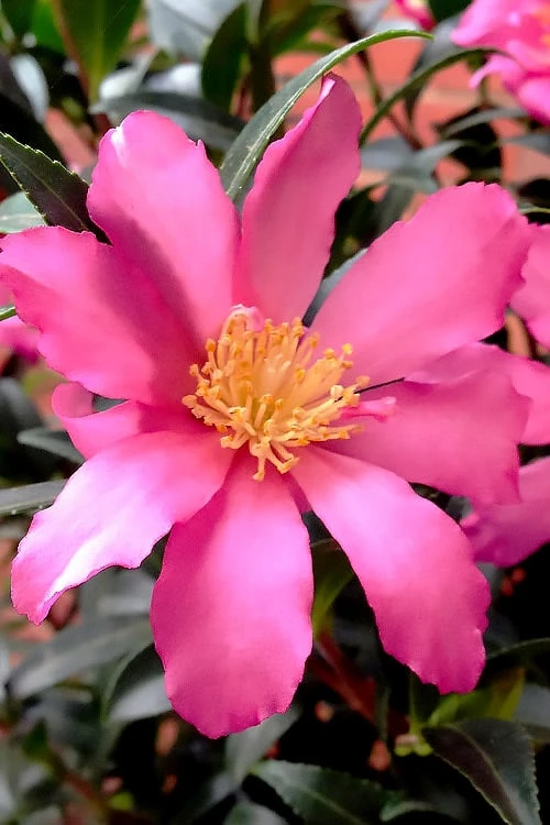 Slim 'N Trim Camellia - 7 Gallon Pot 3 Slim 'N Trim Camellia - 7 Gallon Pot