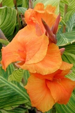Bengal Tiger Canna Lily - 1 Gallon Pot 17 Bengal Tiger Canna Lily - 1 Gallon Pot -Plant Outlet Store canna pretoria bengal tiger 1