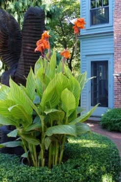 Bengal Tiger Canna Lily - 1 Gallon Pot 16 Bengal Tiger Canna Lily - 1 Gallon Pot -Plant Outlet Store canna pretoria bengal tiger 2