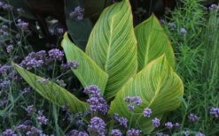 Bengal Tiger Canna Lily - 1 Gallon Pot 20 Bengal Tiger Canna Lily - 1 Gallon Pot -Plant Outlet Store canna pretoria bengal tiger 3
