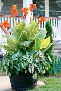 Bengal Tiger Canna Lily - 1 Gallon Pot 18 Bengal Tiger Canna Lily - 1 Gallon Pot -Plant Outlet Store canna pretoria bengal tiger 4
