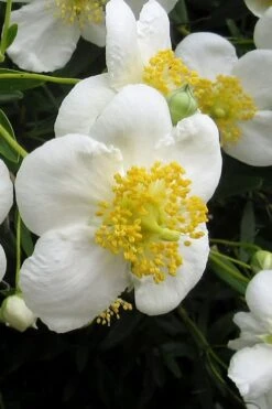 Elizabeth Bush Anemone (Carpentaria Californica) - 5 Gallon Pot -Plant Outlet Store carpentaria californica elizabeth bush anemone 3