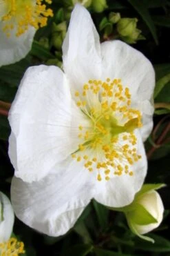 Elizabeth Bush Anemone (Carpentaria Californica) - 5 Gallon Pot -Plant Outlet Store carpentaria californica elizabeth bush anemone 5