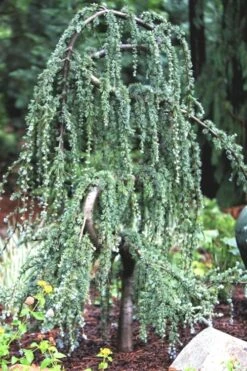 Serpentine Weeping Blue Atlas Cedar - 5 Gallon Pot -Plant Outlet Store ceadr blue atlas serpentine 1