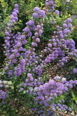 Blue Jeans Mountain Lilac (Ceanothus) - 2 Gallon Pot 12 Blue Jeans Mountain Lilac (Ceanothus) - 2 Gallon Pot -Plant Outlet Store ceanothus blue jeans california lilac 1
