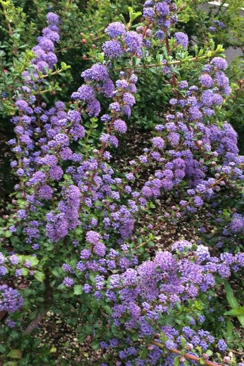 Blue Jeans Mountain Lilac (Ceanothus) - 2 Gallon Pot 7 Blue Jeans Mountain Lilac (Ceanothus) - 2 Gallon Pot - Image 5