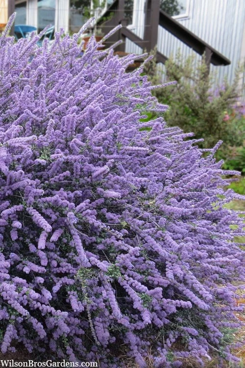 Blue Jeans Mountain Lilac (Ceanothus) - 2 Gallon Pot 3 Blue Jeans Mountain Lilac (Ceanothus) - 2 Gallon Pot