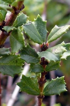 Blue Jeans Mountain Lilac (Ceanothus) - 2 Gallon Pot 13 Blue Jeans Mountain Lilac (Ceanothus) - 2 Gallon Pot -Plant Outlet Store ceanothus blue jeans california lilac 7