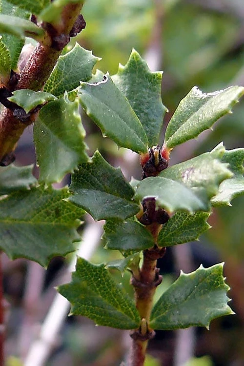 Blue Jeans Mountain Lilac (Ceanothus) - 2 Gallon Pot 8 Blue Jeans Mountain Lilac (Ceanothus) - 2 Gallon Pot - Image 6