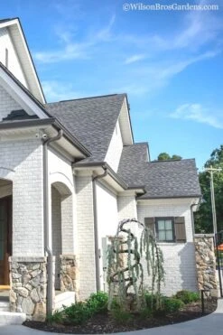 Serpentine Weeping Blue Atlas Cedar - 5 Gallon Pot -Plant Outlet Store cedar blue atlas serpentine 11