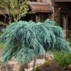Feelin Blue Deodar Cedar (Single Trunk Tree Form) - 2 Gallon Pot -Plant Outlet Store cedrus deodar feelin blue deodar cedar tree 100