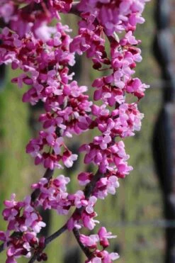 Traveller Weeping Redbud Tree - 7 Gallon Pot -Plant Outlet Store cercis canadensis travelers pink weeping redbud 7