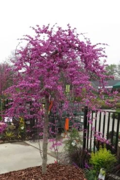 New Release 19 Traveller Weeping Redbud Tree - 7 Gallon Pot