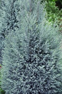 Blue Surprise Lawson Cypress (Chamaecyparis Lawsoniana) - 2 Gallon Pot 11 Blue Surprise Lawson Cypress (Chamaecyparis Lawsoniana) - 2 Gallon Pot -Plant Outlet Store chamaecyparis lawsoniana blue surprise lawson cypress 11
