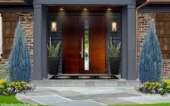 Blue Surprise Lawson Cypress (Chamaecyparis Lawsoniana) - 2 Gallon Pot 10 Blue Surprise Lawson Cypress (Chamaecyparis Lawsoniana) - 2 Gallon Pot -Plant Outlet Store chamaecyparis lawsoniana blue surprise lawson cypress 12