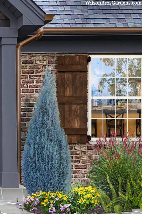 Blue Surprise Lawson Cypress (Chamaecyparis Lawsoniana) - 2 Gallon Pot 3 Blue Surprise Lawson Cypress (Chamaecyparis Lawsoniana) - 2 Gallon Pot